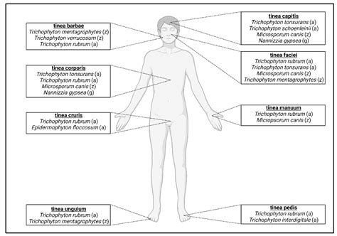 Pathogens Free Full Text Current Topics In Dermatophyte