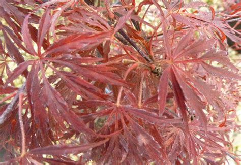 Acer Palmatum Dissectum Shojo Shidare Erable Du Val De Jargeau