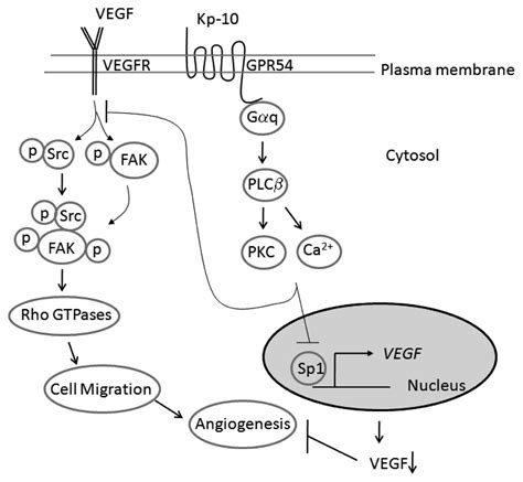 Kisspeptin 10 A KISS1 Derived Decapeptide Inhibits Tumor Angiogenesis