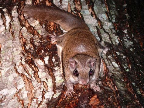 Flying Squirrel Vs Sugar Glider What Are The Differences Imp World