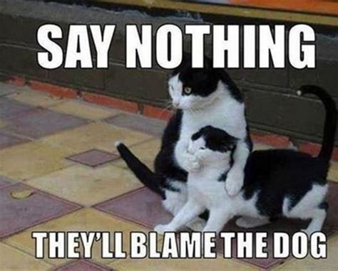 27++ Funny Boss Cat Memes - Factory Memes