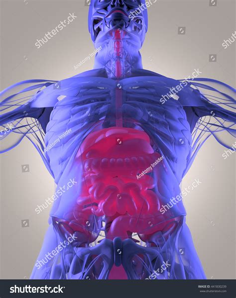 Digestive System Human Anatomy Xray Like Stock Illustration 441830239