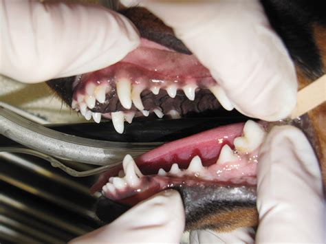 Dental Abnormalities In Puppies And Kittens Clinicians Brief