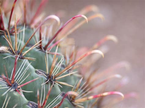 5 Poisonous Cacti To Keep Away From Children And Pets