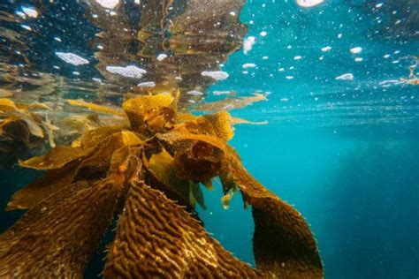 Reviving The Giants Of The Sea Why Help Our Kelp