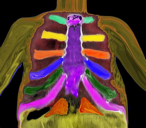 Structure Chest Wall | Lungs