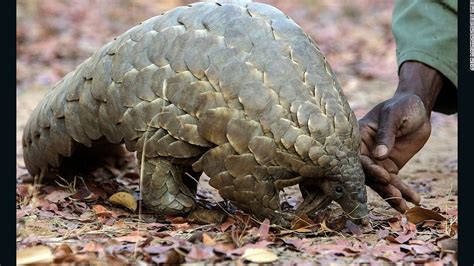 Chinese Officials Seize Record Number Of Pangolin Scales Cnn