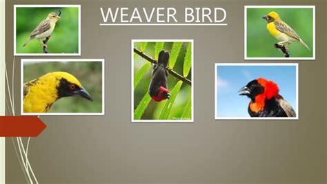 Weaver Bird | PPT