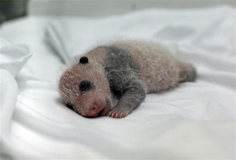 A newborn giant panda cub, one of the triplets which were born to giant ...