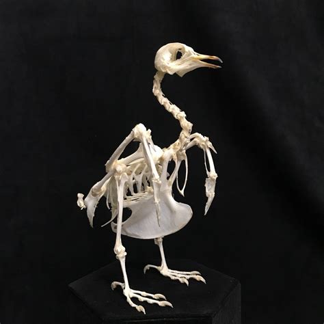 Plain Wren Warbler Real Bird Skeleton 4 Available For Purchase At Natur