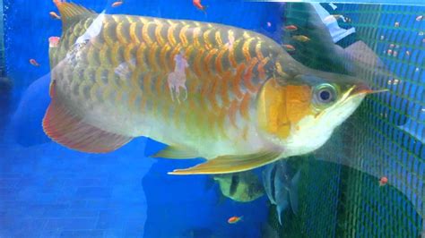 Super Red King Arowana Aka Fafulong 发福龙 Youtube