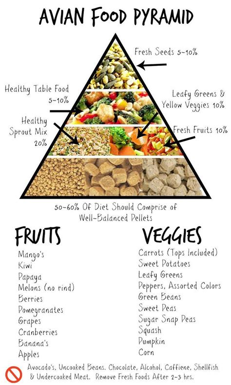 Feed Your Parrot Right See This Infographic On General Proportions Of Food To Feed Your