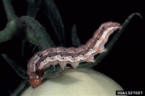 Corn Earworm Tomato Fruitworm Helicoverpa Zea Boddie