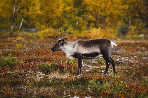 Abisko National Park (Official GANP Park Page)