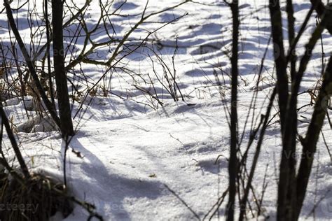 white fresh snow in forest 9430223 Stock Photo at Vecteezy