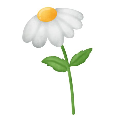 Daisy Flower Clipart Best Flower Site