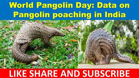 World Pangolin Day Data On Pangolin Poaching In India Current