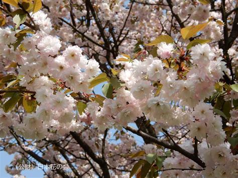 木の花桜 桜図鑑｜公益財団法人日本花の会