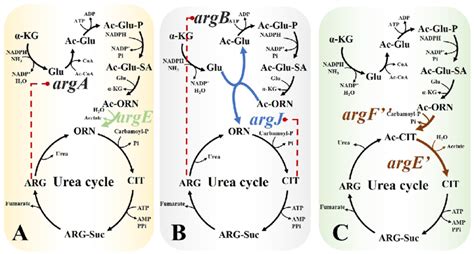 Schematic Diagram Of Three L Arginine Anabolic Pathways A The