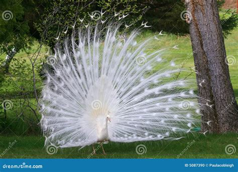 Albino Weiß Pfau