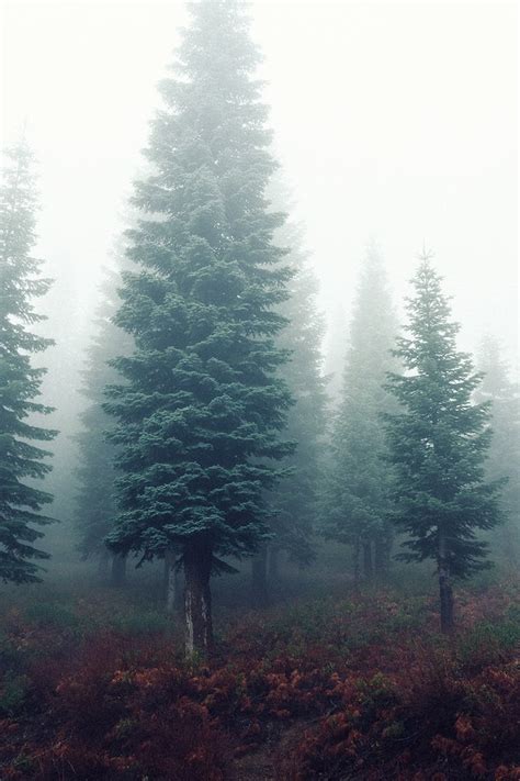 Free Stock Photo Of Fog Foggy Forest