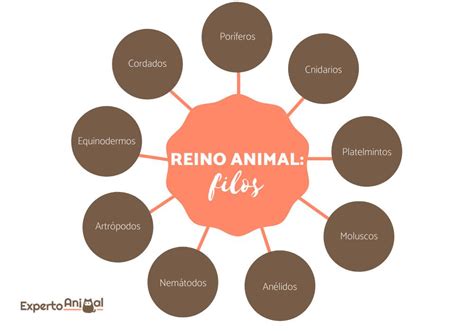 Reino Animal Clasificación Características Y Ejemplos