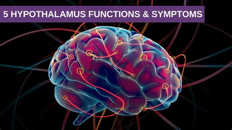 5 Hypothalamus Functions & Symptoms - Genesis Gold