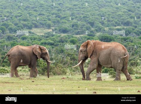 African Bush Elephants Loxodonta Africana Two Male Elephants Feeding