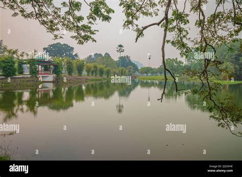 Ramas del árbol de lluvia sobre el lago con reflexión sobre el agua en