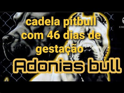 Pitbull 46 dias de gestação e preparativos para chegada dos