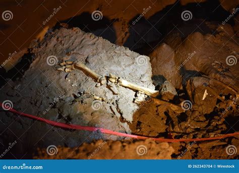 Bones Of A Cave Bear Skeleton. Cave Bear Skeleton. Ursus Spelaeus ...