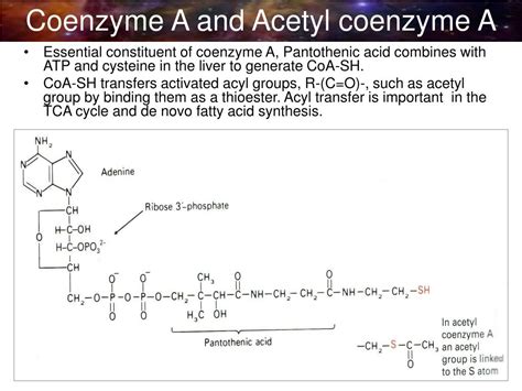 Ppt Vitamins And Coenzymes Powerpoint Presentation Free Download Id