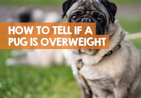 How Do I Know If My Pug Is Overweight Pug Weight Chart