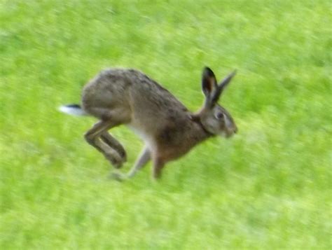 JJ's Wargames: Dutch Wildlife - Holland 2017