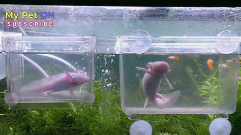 Relaxing Aquarium Axolotl Cá Cảnh Thủy Sinh Kỳ Nhông Nước Youtube