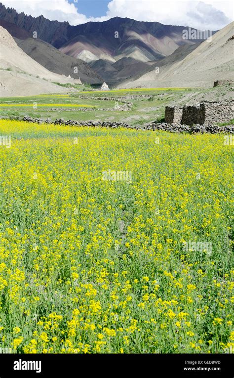 Mustard crop field india hi-res stock photography and images - Alamy