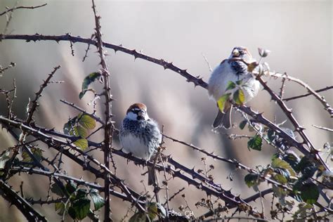 Gorri N Moruno Birding Arag N