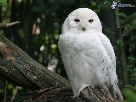 Hibou blanc