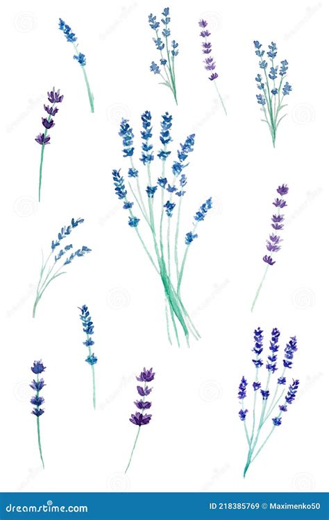 Set Of Watercolor Hand Drawing Blue And Purple Lavender Sprigs On White