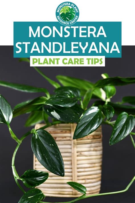 Monstera Standleyana Plant A Unique And Stunning Addition To Your