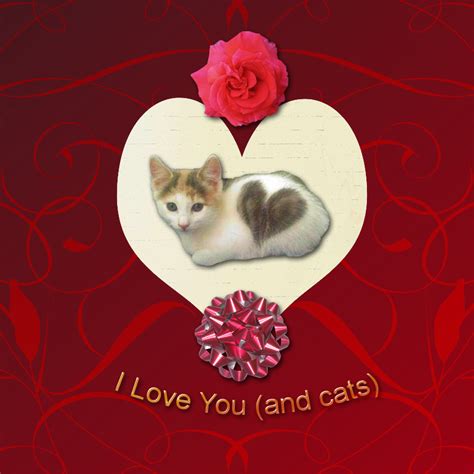 🔥 Download Valentines Day Card For Cat Lovers Pictures Of Cats By