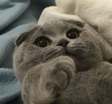 Scottish Fold Anak Kucing Comel Dan Gebu 18 Delightfully Expressive