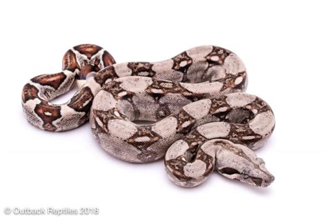 Colombian Redtail Boa Outback Reptiles