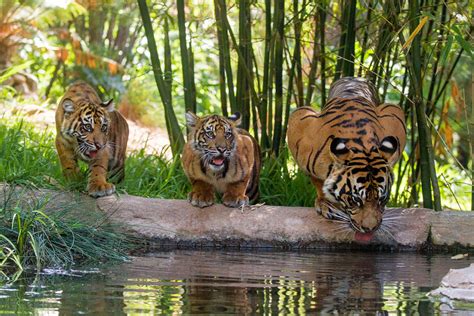 Tiger Cubs Explore New Habitat at the San Diego...