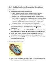 Cellular Respiration And Fermentation Notes Doc Ch Cellular