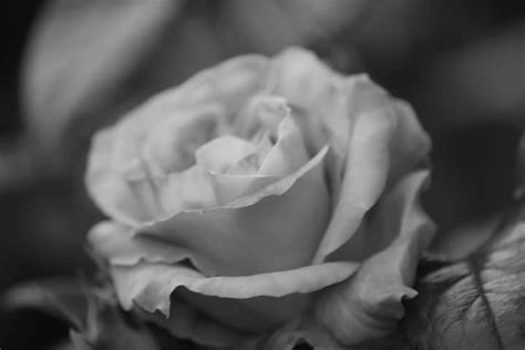 Rose Sophie Flickr