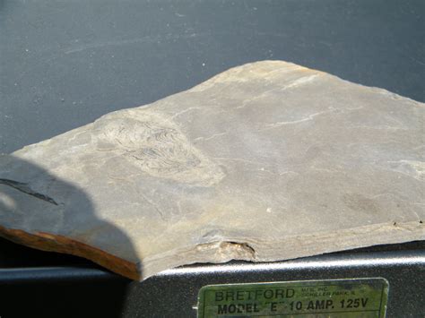 Unknown Central Ohio Shale Fossils - Questions & Answers - The Fossil Forum