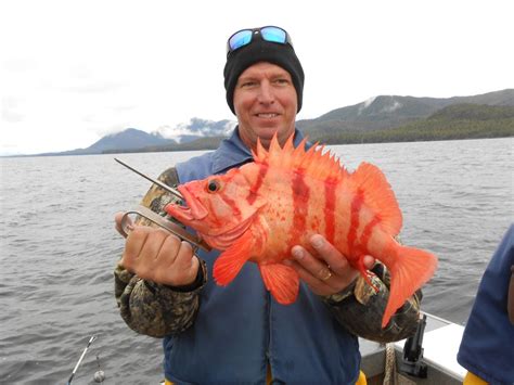 One Of My Favorite Fish The Tiger Rockfish Sebastes Nigrocinctus