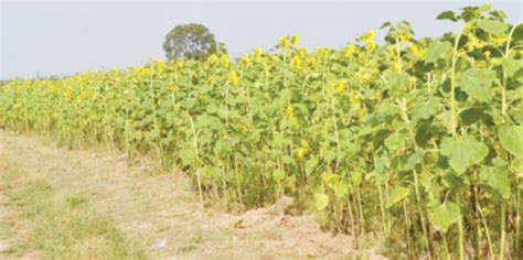 Why FG must promote sunflower farming - Daily Trust