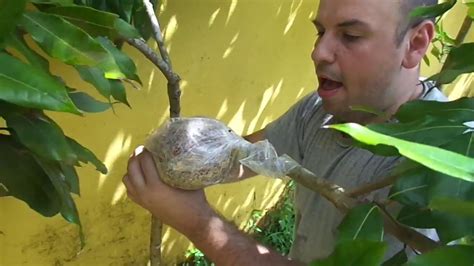 Como fazer ALPORQUIA em frutíferas LICHIA YouTube